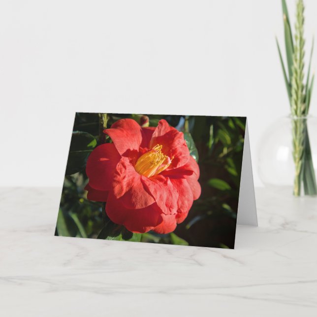 Red Camelia. Bute Park, Cardiff, Wales Card (Front)