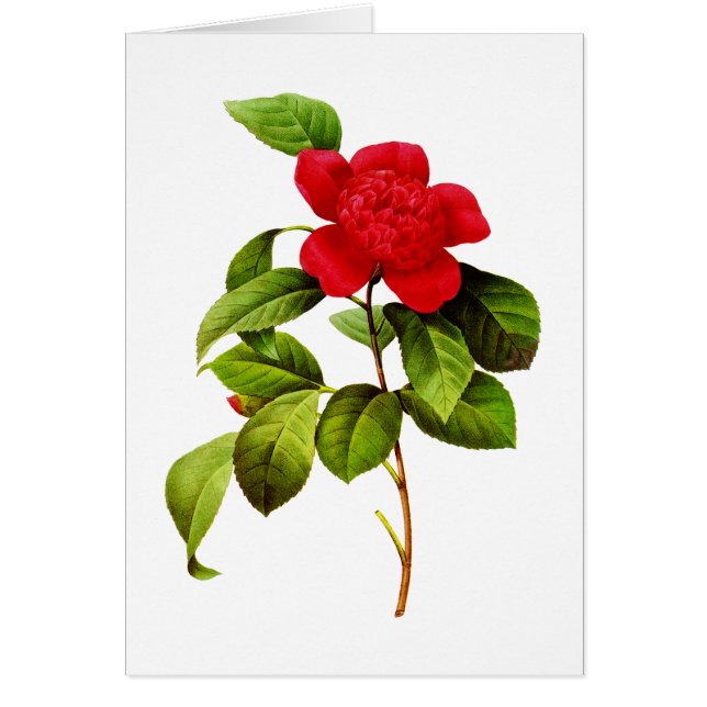 Red Camellia  by Pierre Joseph Redoute (Front)