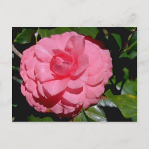 Red Camellia, japonica flowers Postcard