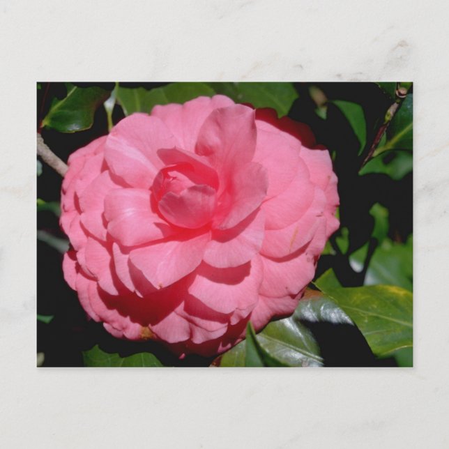 Red Camellia, japonica flowers Postcard (Front)