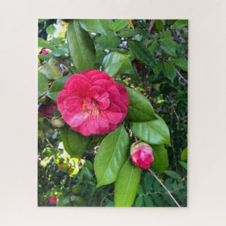 Red Camellia, Palo Alto Jigsaw Puzzle