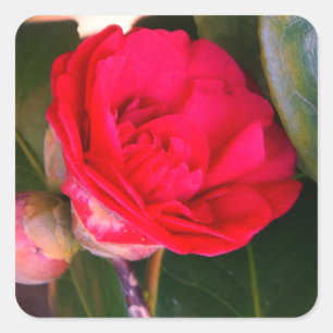 Red Camellia Stickers