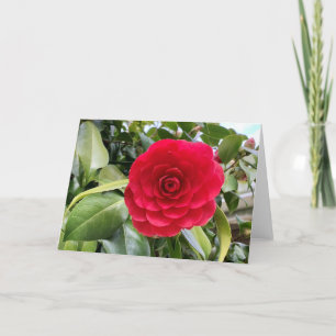 Red Camilia Blank Card
