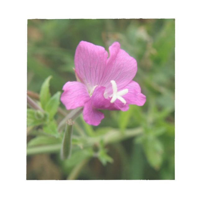 Red Campion Wildflower Notepad (Front)