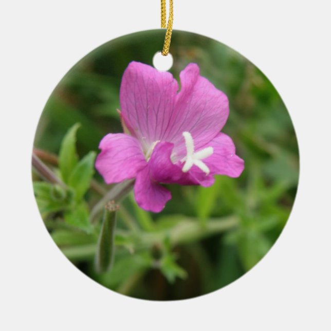 Red Campion Wildflower Ornaments (Front)
