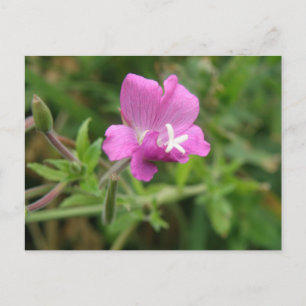 Red Campion wildflower Postcard
