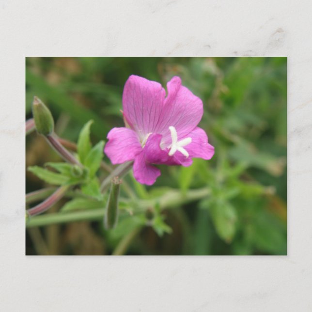 Red Campion wildflower Postcard (Front)
