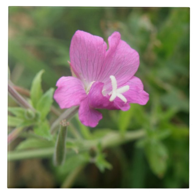 Red Campion Wildflower Tile (Front)