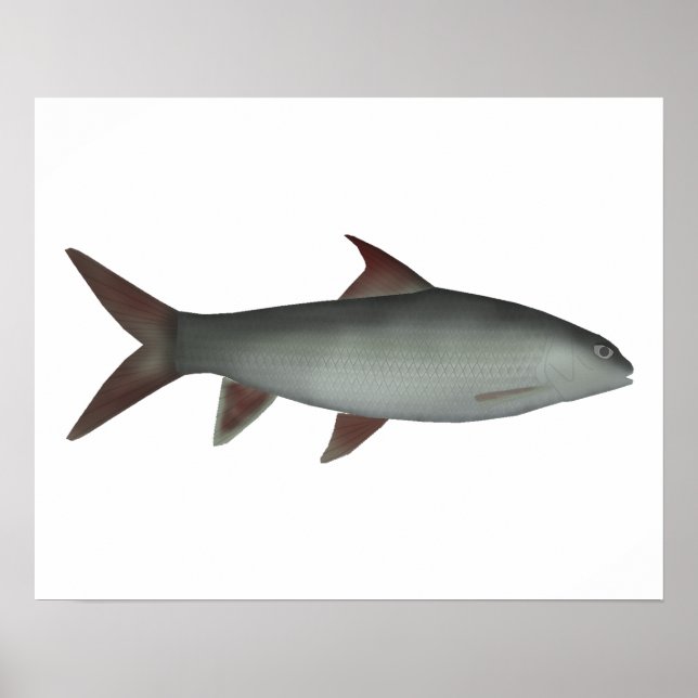 Red Canarese Barb  Poster (Front)