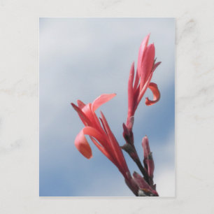 Red Cannas Canna Lilies Flower Photo Postcard