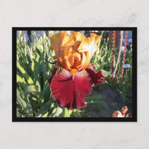 Red Canyon Glow Postcard