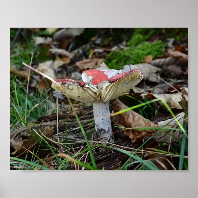 Red Cap Mushroom Poster (Front)
