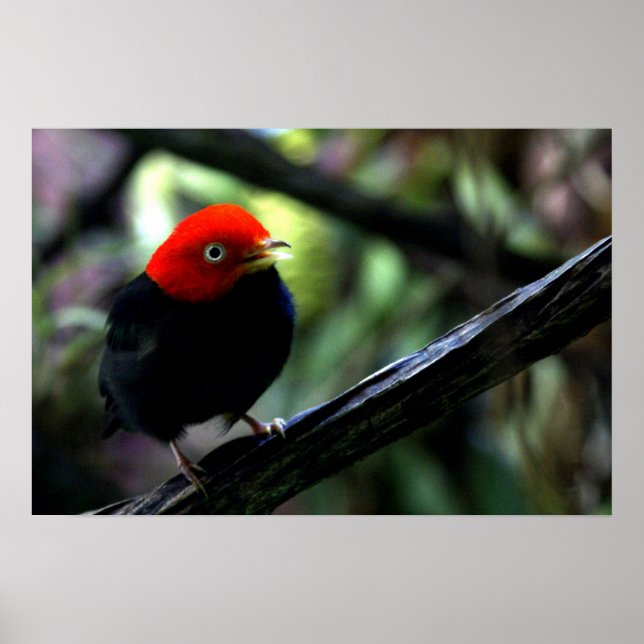Red capped Manakin Poster (Front)