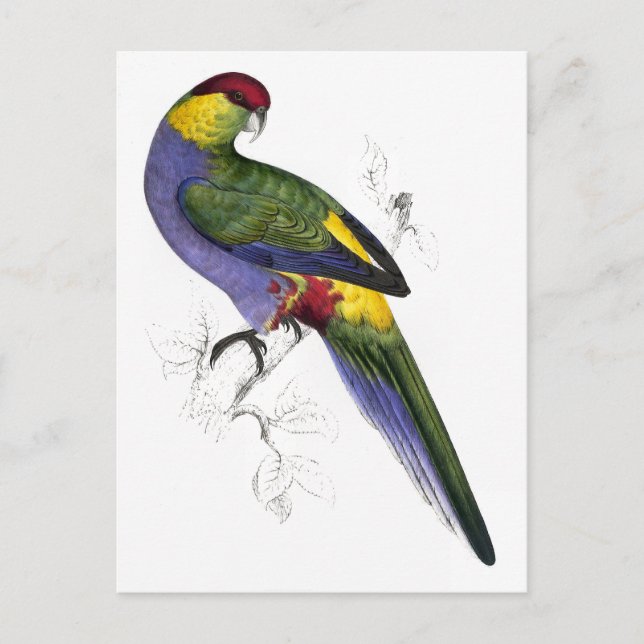 Red-Capped Parrakeet (Male) by Edward Lear Postcard (Front)