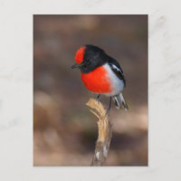 Red-capped Robin