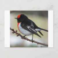 Red Capped Robin