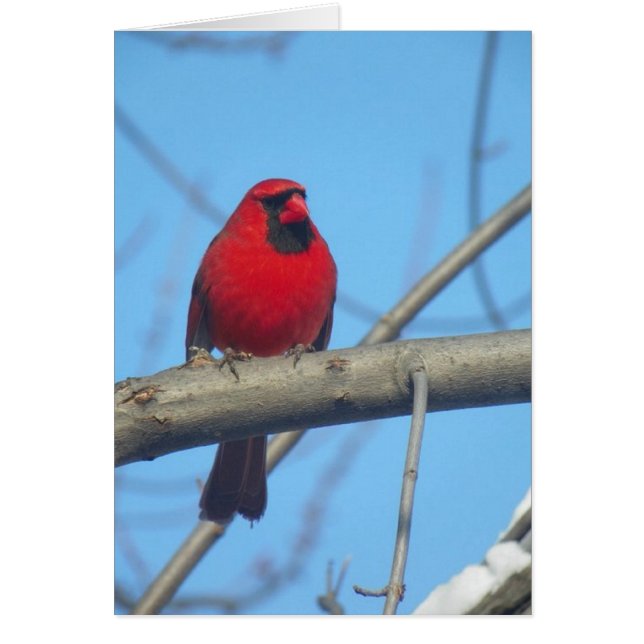 Red Cardinal/Bird (Front)