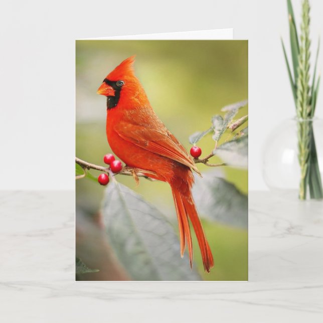 RED CARDINAL BIRD BIRTHDAY GREETING CARD (Front)