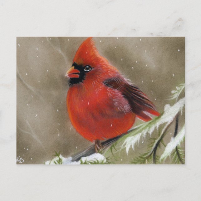 Red Cardinal Bird christmas Postcard (Front)