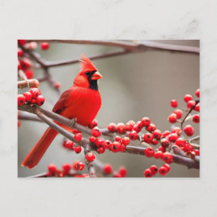 Red Cardinal Bird Forest Berries  Holiday Postcard