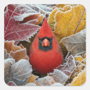 Red Cardinal Bird in Frosty Autumn Leaves Square Sticker