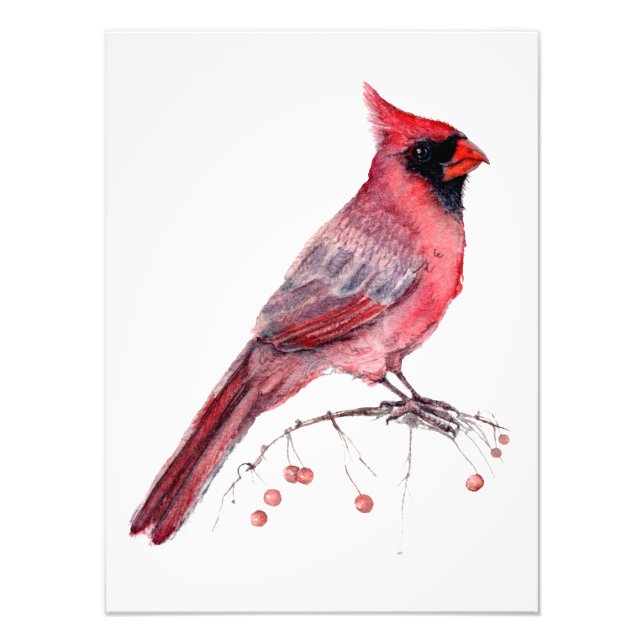 Red Cardinal Bird Photo Print (Front)