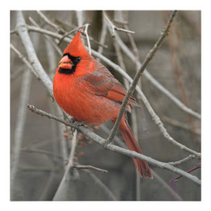 Red Cardinal Bird Photo Print