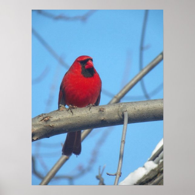 Red Cardinal/Bird Poster (Front)