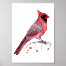Red Cardinal Bird
