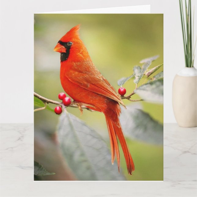 RED CARDINAL BIRTHDAY GREETING CARD (Front)