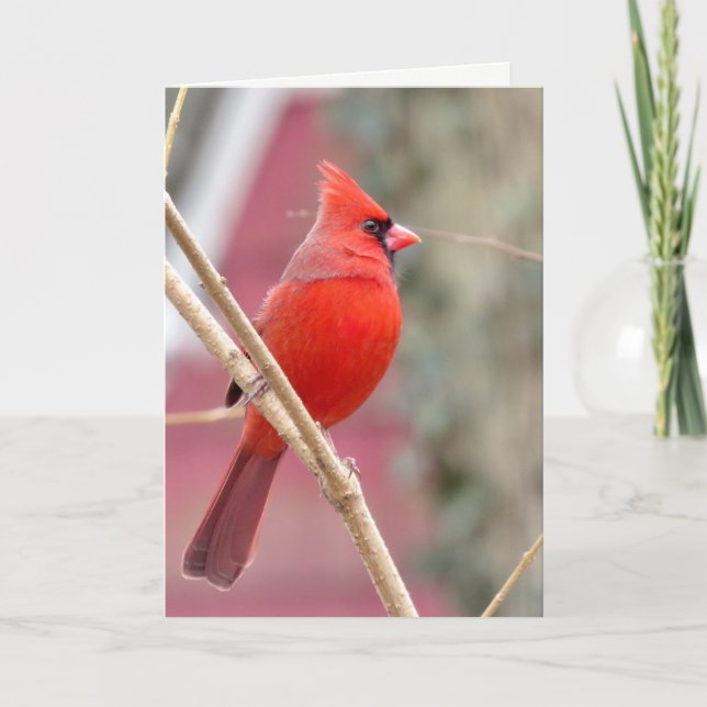 Red Cardinal Blank Greeting Card (Front)