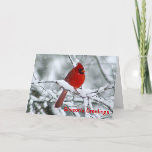 Red Cardinal Christmas Greeting Card