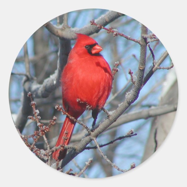 Red Cardinal Classic Round Sticker (Front)