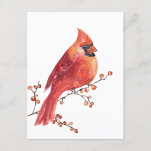 Red Cardinal Eating Winter Ilex Berries Postcard