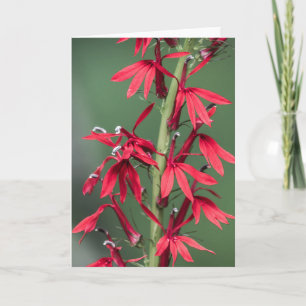 Red Cardinal Flower Greeting Card