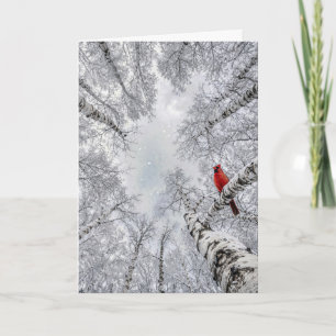 Red Cardinal In a Winter White Birch Forest Card
