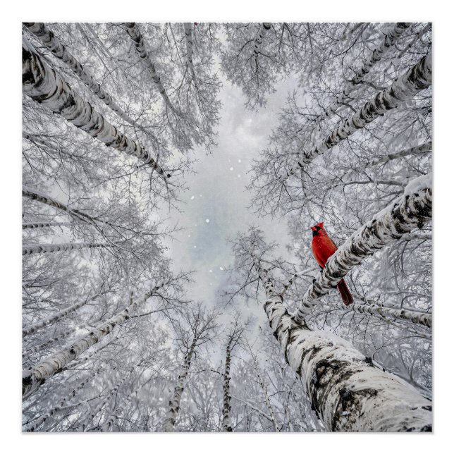 Red Cardinal In a Winter White Birch Forest Poster (Front)