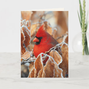 Red Cardinal in Frosty Autumn Leaves Card