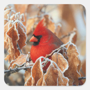 Red Cardinal in Frosty Autumn Leaves Square Sticker