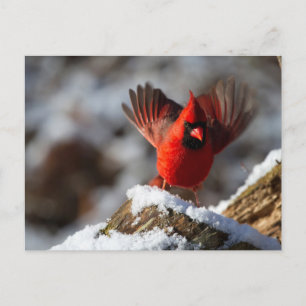 Red Cardinal in the Snow Holiday Postcard