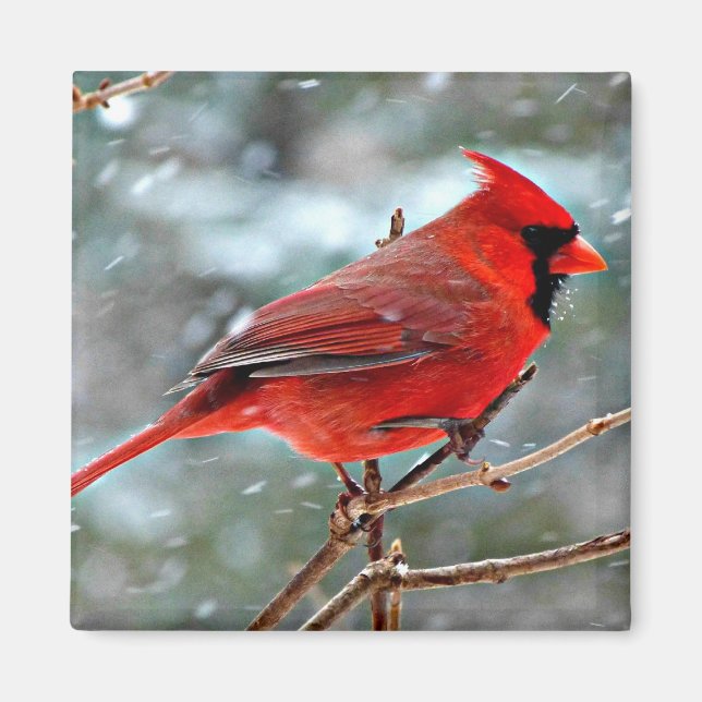 Red Cardinal in the Snow Magnet (Front)