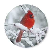 Red Cardinal in the Snow Magnet
