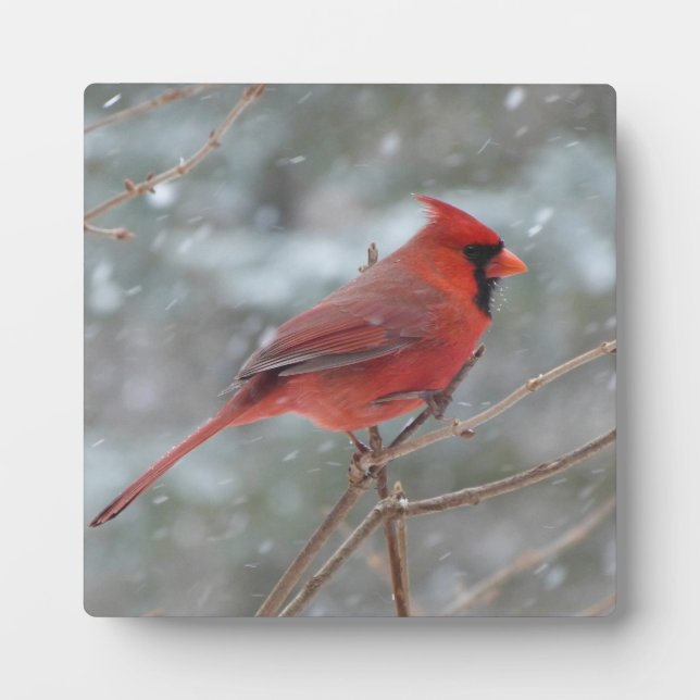 Red cardinal in the snow plaque (Front)