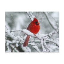 Red Cardinal in the Snow Postcard