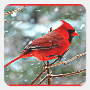 Red Cardinal in the Snow Square Sticker