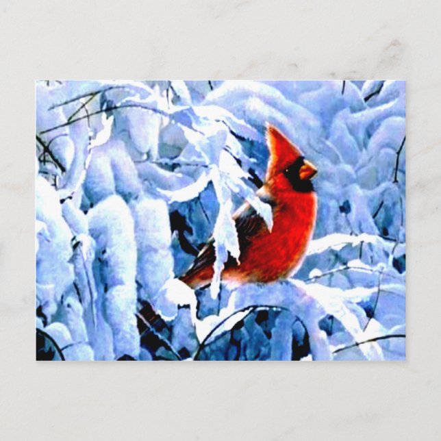 Red Cardinal In the Winter Snow Postcard (Front)