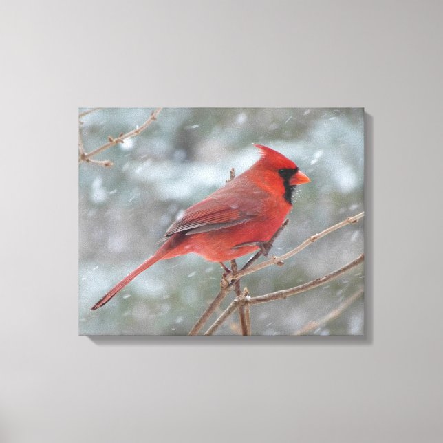 Red cardinal in Winter Canvas Print (Front)