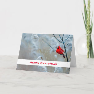 Red Cardinal in Winter Nature Photo Christmas Card