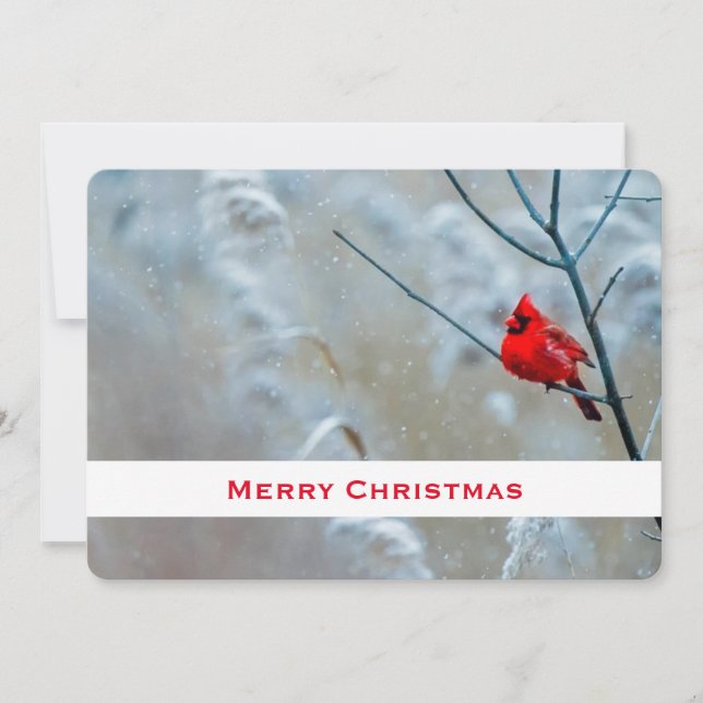Red Cardinal in Winter Nature Photo Christmas Holiday Card (Front)