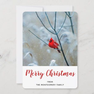 Red Cardinal in Winter Nature Photo Christmas Holiday Card